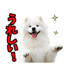 リアル☆サモエド（個別スタンプ：30）