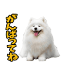リアル☆サモエド（個別スタンプ：34）