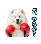 リアル☆サモエド（個別スタンプ：36）