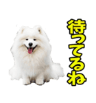 リアル☆サモエド（個別スタンプ：37）