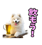 リアル☆サモエド（個別スタンプ：38）