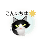 色々な猫16-3 長毛-立ち耳-黒白（個別スタンプ：5）