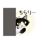 色々な猫16-3 長毛-立ち耳-黒白（個別スタンプ：6）