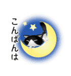 色々な猫16-3 長毛-立ち耳-黒白（個別スタンプ：7）