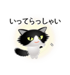 色々な猫16-3 長毛-立ち耳-黒白（個別スタンプ：15）