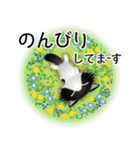 色々な猫16-3 長毛-立ち耳-黒白（個別スタンプ：19）