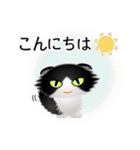 色々な猫16-4 長毛-垂れ耳-黒白（個別スタンプ：5）