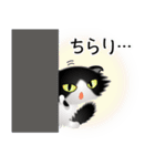 色々な猫16-4 長毛-垂れ耳-黒白（個別スタンプ：6）