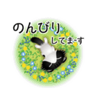色々な猫16-4 長毛-垂れ耳-黒白（個別スタンプ：19）