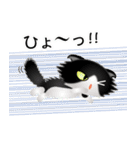 色々な猫16-4 長毛-垂れ耳-黒白（個別スタンプ：34）