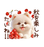 3D ポメラニアンの秋（個別スタンプ：38）