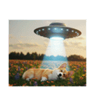 コーギーとUFO（個別スタンプ：30）