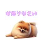 [お帰りなさい専用]ポメラニアン（個別スタンプ：3）