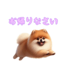 [お帰りなさい専用]ポメラニアン（個別スタンプ：4）