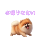 [お帰りなさい専用]ポメラニアン（個別スタンプ：5）