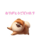 [ありがとうございます専用]ポメラニアン（個別スタンプ：1）
