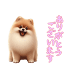 [ありがとうございます専用]ポメラニアン（個別スタンプ：2）