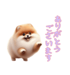 [ありがとうございます専用]ポメラニアン（個別スタンプ：3）