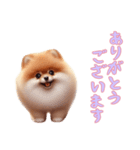 [ありがとうございます専用]ポメラニアン（個別スタンプ：4）