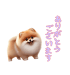 [ありがとうございます専用]ポメラニアン（個別スタンプ：6）