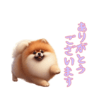 [ありがとうございます専用]ポメラニアン（個別スタンプ：12）