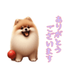 [ありがとうございます専用]ポメラニアン（個別スタンプ：13）