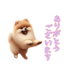 [ありがとうございます専用]ポメラニアン（個別スタンプ：14）