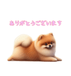 [ありがとうございます専用]ポメラニアン（個別スタンプ：16）
