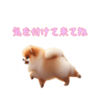 [気を付けて来てね専用]ポメラニアン（個別スタンプ：1）