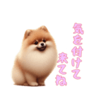 [気を付けて来てね専用]ポメラニアン（個別スタンプ：2）