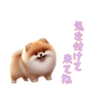 [気を付けて来てね専用]ポメラニアン（個別スタンプ：6）
