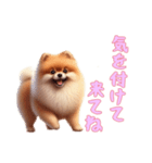 [気を付けて来てね専用]ポメラニアン（個別スタンプ：7）
