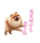 [気を付けて来てね専用]ポメラニアン（個別スタンプ：9）