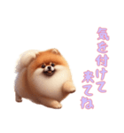 [気を付けて来てね専用]ポメラニアン（個別スタンプ：11）
