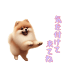 [気を付けて来てね専用]ポメラニアン（個別スタンプ：14）