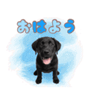 黒ラブ子犬のまいにちスタンプ（個別スタンプ：1）