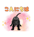 黒ラブ子犬のまいにちスタンプ（個別スタンプ：2）