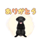 黒ラブ子犬のまいにちスタンプ（個別スタンプ：4）