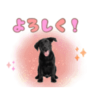 黒ラブ子犬のまいにちスタンプ（個別スタンプ：5）