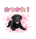 黒ラブ子犬のまいにちスタンプ（個別スタンプ：6）