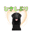 黒ラブ子犬のまいにちスタンプ（個別スタンプ：7）