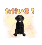 黒ラブ子犬のまいにちスタンプ（個別スタンプ：9）