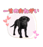黒ラブ子犬のまいにちスタンプ（個別スタンプ：10）