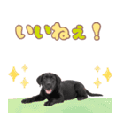 黒ラブ子犬のまいにちスタンプ（個別スタンプ：13）
