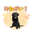 黒ラブ子犬のまいにちスタンプ（個別スタンプ：15）