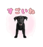 黒ラブ子犬のまいにちスタンプ（個別スタンプ：16）