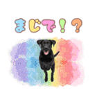 黒ラブ子犬のまいにちスタンプ（個別スタンプ：17）