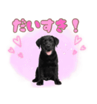 黒ラブ子犬のまいにちスタンプ（個別スタンプ：18）