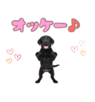 黒ラブ子犬のまいにちスタンプ（個別スタンプ：19）