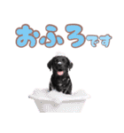 黒ラブ子犬のまいにちスタンプ（個別スタンプ：20）